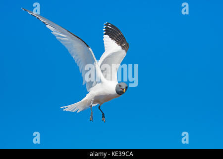 Sabine's Möwe (Xema sabini), Victoria Island, Nunavut, Arktis Kanada Stockfoto