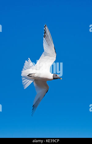 Sabine's Möwe (Xema sabini), Victoria Island, Nunavut, Arktis Kanada Stockfoto