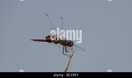 Rot-mantled Satteltasche Dragonfly in Joshua Tree Stockfoto