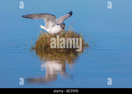 Sabine's Möwe (Xema sabini) Landung auf sein Nest, Victoria Island, Nunavut, Arktis Kanada Stockfoto