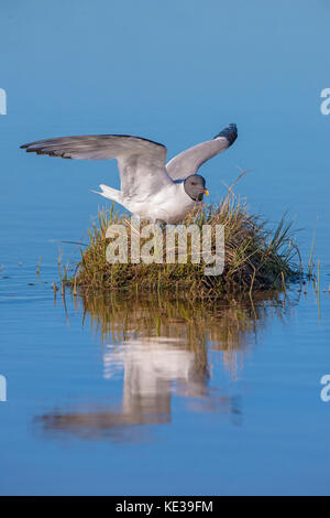 Sabine's Möwe (Xema sabini) Landung auf sein Nest, Victoria Island, Nunavut, Arktis Kanada Stockfoto