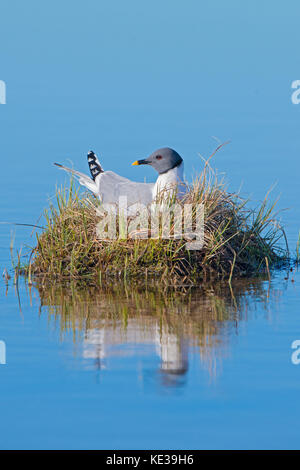 Sabine's Möwe (Xema sabini) auf sein Nest, Victoria Island, Nunavut, Arktis Kanada Stockfoto