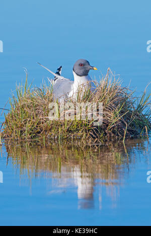 Sabine's Möwe (Xema sabini) auf sein Nest, Victoria Island, Nunavut, Arktis Kanada Stockfoto