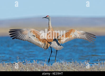 Sandhill Crane (Grus canadensis) Victoria Island, Nunavut, Arktis Kanada Stockfoto