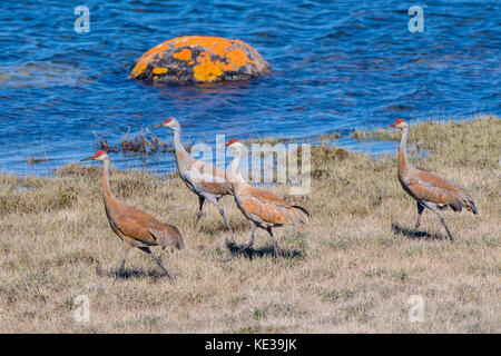 Kanadakraniche (Grus canadensis) Victoria Island, Nunavut, Arktis Kanada Stockfoto