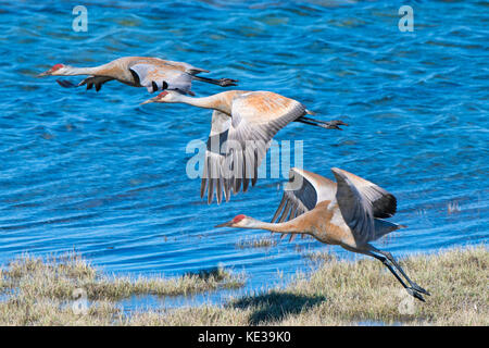 Kanadakraniche (Grus canadensis) Victoria Island, Nunavut, Arktis Kanada Stockfoto