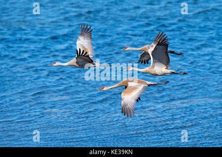 Kanadakraniche (Grus canadensis) Victoria Island, Nunavut, Arktis Kanada Stockfoto