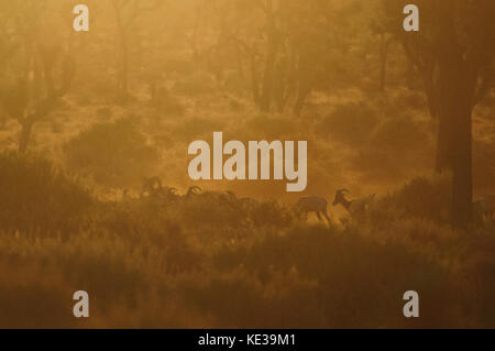 Big Horn Schafe weiden im Morgenlicht Stockfoto