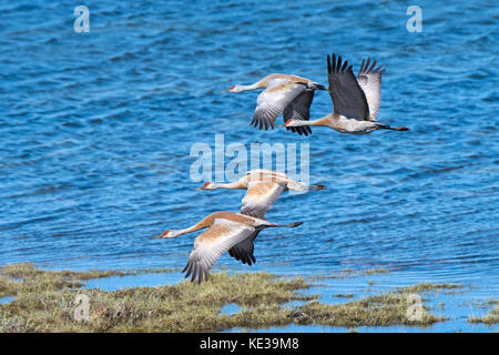 Kanadakraniche (Grus canadensis) Victoria Island, Nunavut, Arktis Kanada Stockfoto