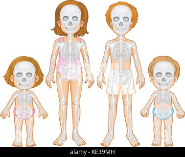 Skelettale System der menschlichen Abbildung Stock Vektor