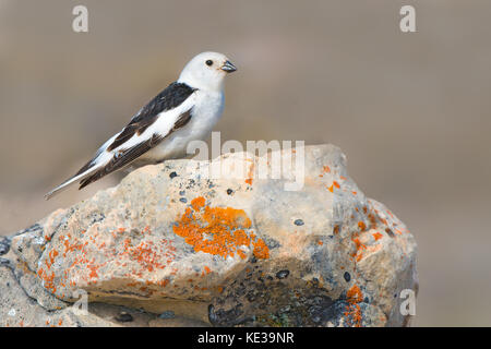 Erwachsene männliche Schneeammer (Plectrophenax nivalis) der Lieferung von Nahrung an die Nestlinge, Victoria Island, Nunavut, Arktis Kanada Stockfoto