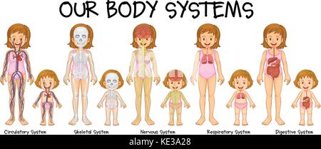 Diagramm mit verschiedenen Körper systmes Abbildung Stock Vektor