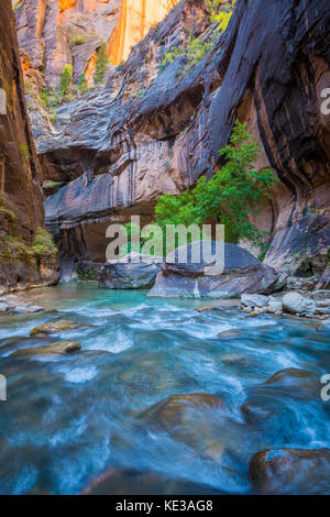 Die narrows in Zion National Park (in der Nähe von Springdale, Utah) ist ein Bereich des Canyons auf der North Fork des Virgin River. Die Wanderung Der verengt wird auf Stockfoto