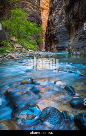 Die narrows in Zion National Park (in der Nähe von Springdale, Utah) ist ein Bereich des Canyons auf der North Fork des Virgin River. Die Wanderung Der verengt wird auf Stockfoto