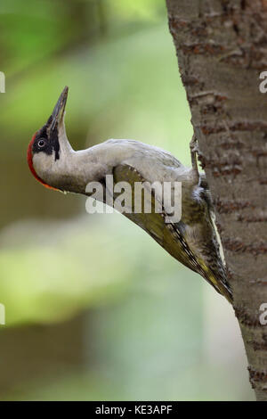 Grünspecht / grünspecht (picus viridis), bis auf einen Baum Stamm, typische Pose, Europa. Stockfoto