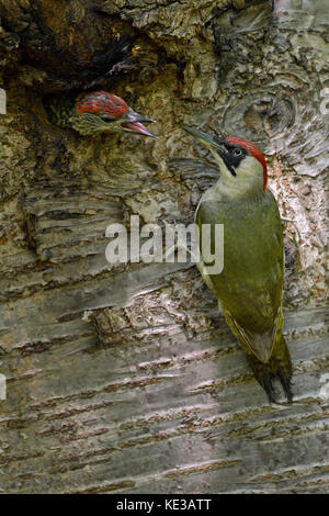 Grünspecht / grünspecht (picus viridis), füttern ihre jungen Küken im Nest hole, Europa. Stockfoto