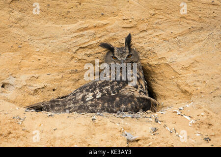 Uhu/Europäischer Uhu (Bubo bubo), Brutplatz, Erwachsene sammeln ihre Küken, die in einem Sandkasten, Wildlife, Europa. Stockfoto