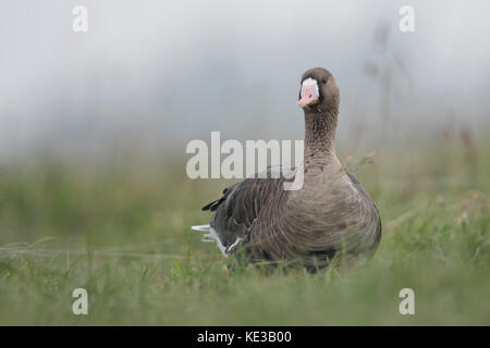 Mehr white-fronted goose/Blaessgans (Anser Albifrons), Erwachsener, Ausruhen, saß im hohen Gras einer Wiese, aufmerksam beobachten. Stockfoto