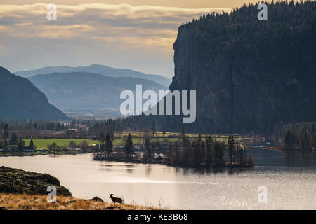 Bighorn Schafe (Ovis canadensis) vor Vaseux Lake und Mcintyre Bluff, Okanagan Valley in British Columbia, Kanada. Stockfoto