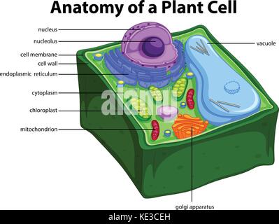 Darstellung der Anatomie der pflanzlichen Zelle Abbildung Stock Vektor