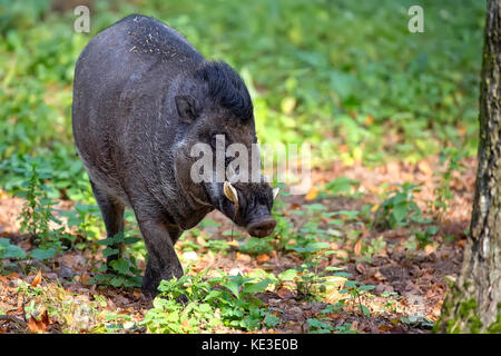 Visayan warty Schwein in den Wald Stockfoto
