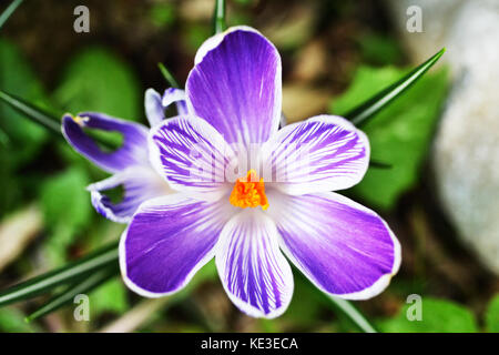 Pickwick Crocus Detail. Die Draufsicht zeigt die seltsamen violett-weiß gestreiften Kronblätter Stockfoto