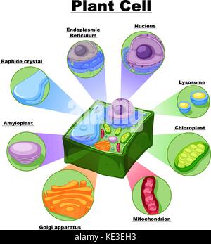 Diagramm zeigen Teile des pflanzlichen Zelle Abbildung Stock Vektor