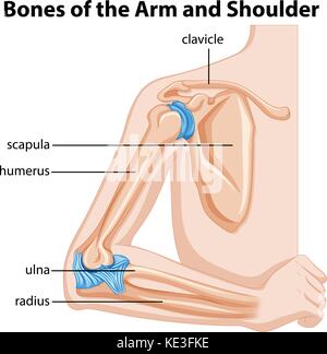 Knochen von Arm und Schulter Abbildung Stock Vektor