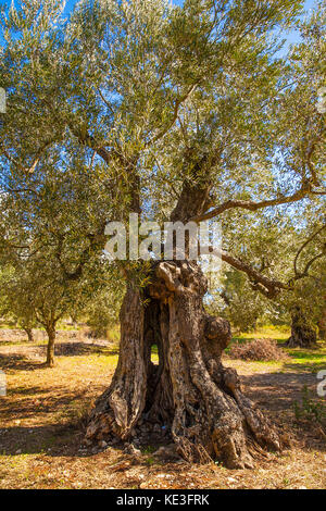 Olive Tree in der Nähe von Agalas auf Zakynthos Stockfoto