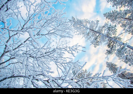 Suchen Sie in der Verschneiten Äste und Bäume, Winter Hintergrund Stockfoto