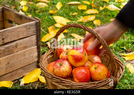 Landwirt nimmt rote Äpfel im Garten. Stockfoto