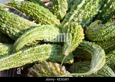 Bitter Melone, Momordica Charantiar Stockfoto