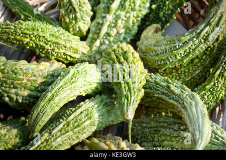 Bitter Melone, Momordica Charantiar Stockfoto