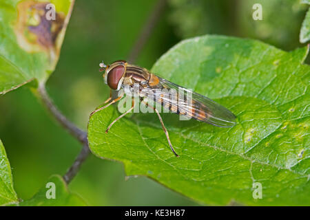 Ein marmalade hoverfly ruht auf einem Blatt Stockfoto