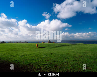 Maryport, Cumbria, Großbritannien: Roman Fort est. früh C2ndAD. Ansicht W angezeigt fort Plattform, der ne Ecke Turm (vor der Vordergrund Kuh) & extern Gräben Stockfoto