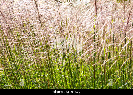 Nahaufnahme der Miscanthus sinensis Pflanze mit Hintergrundbeleuchtung, die glänzende rosa Blüten und grüne Stiele zeigt. Stockfoto