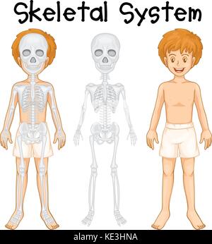 Skelettsystem in menschlichen junge Abbildung Stock Vektor