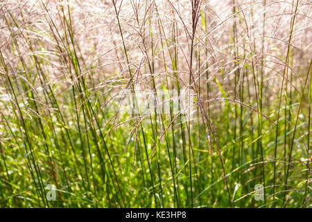 Nahaufnahme der Miscanthus sinensis Pflanze mit Hintergrundbeleuchtung, die glänzende rosa Blüten und grüne Stiele zeigt. Stockfoto