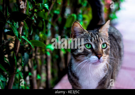 Smaragdgrünen Augen Katze Stockfoto