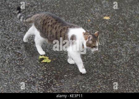 London, Großbritannien. 18 Okt, 2017. Larry der Downing Street cat und Chief mouser geht aus Downing Street Nr.10 auf nasser Tag Credit: Amer ghazzal/alamy leben Nachrichten Stockfoto