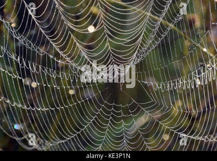 Köln, Deutschland. Oktober 2017. Ein Spinnennetz, bedeckt mit Tautropfen in der Morgensonne in Köln, Deutschland, 18. Oktober 2017. Quelle: Henning Kaiser/dpa/Alamy Live News Stockfoto