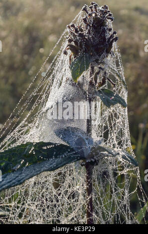 Köln, Deutschland. Oktober 2017. Eine Pflanze, die in der Morgensonne mit Tautropfen bedeckt ist, in Köln, Deutschland, 18. Oktober 2017. Quelle: Henning Kaiser/dpa/Alamy Live News Stockfoto