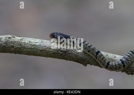 Gebänderte kukri Schlange (oligodon fasciolatus) auf einem Zweig in der Natur Stockfoto