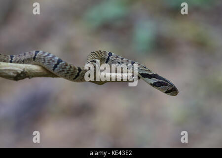 Gebänderte kukri Schlange (oligodon fasciolatus) auf einem Zweig in der Natur Stockfoto