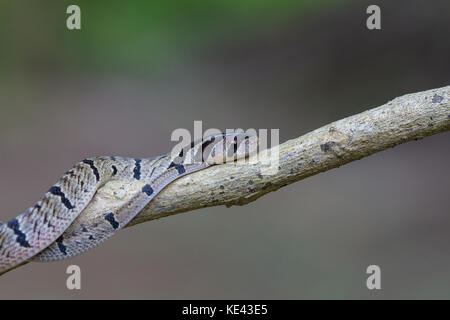 Gebänderte kukri Schlange (oligodon fasciolatus) auf einem Zweig in der Natur Stockfoto