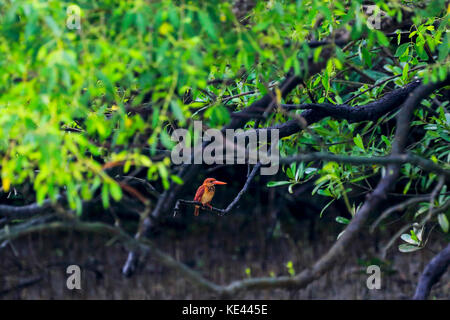 Ruddy kingfisher Lokal "lalchey machranga in sundarbans. bagerhat, Bangladesch. Stockfoto