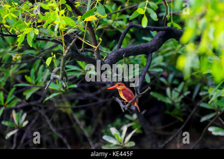 Ruddy kingfisher Lokal "lalchey machranga in sundarbans. bagerhat, Bangladesch. Stockfoto