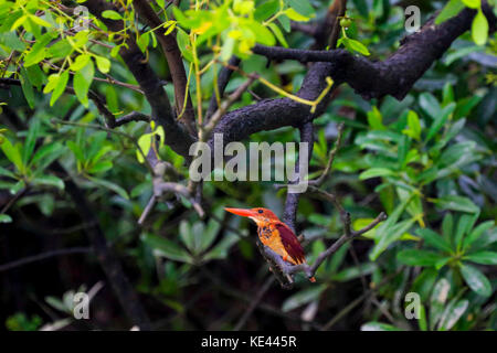 Ruddy kingfisher Lokal "lalchey machranga in sundarbans. bagerhat, Bangladesch. Stockfoto