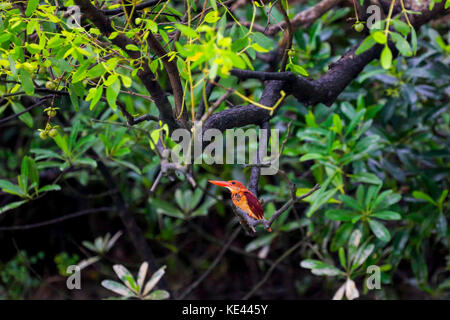 Ruddy kingfisher Lokal "lalchey machranga in sundarbans. bagerhat, Bangladesch. Stockfoto