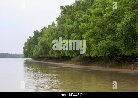 Weltweit größte Mangrovenwald Sundarbans, berühmt für die Royal Bengal Tiger und UNESCO-Weltkulturerbe in Bangladesch. Stockfoto